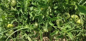 افزایش وزن گوجه فرنگی با رعایت کوددهی و بذر و رقم مناسب و آبیاری اصولی