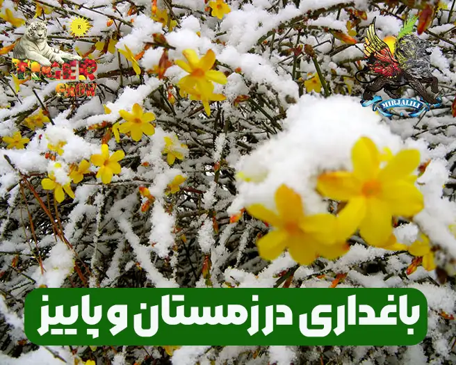 نکات باغداری در فصل های بعد از برداشت محصول و میوه