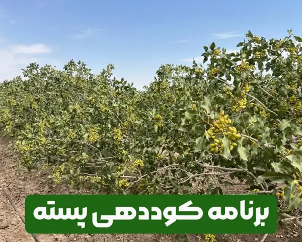 برنامه کوددهی پسته برای مغزدار شدن و افزایش تناژ