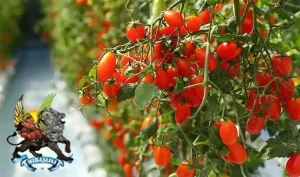 کوددهی گلخانه گوجه فرنگی برای حداکثر تناژ برداشت گوجه