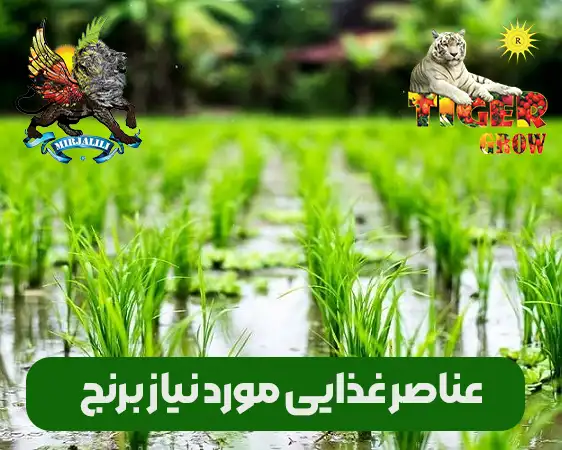 عناصر غذایی مورد نیاز برنج چیست و علائم ظاهری آن در برنج چیست؟