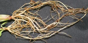 پیشگیری و از بین بردن و نابودی قارچ ریشه 