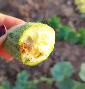 انواع آفات و بیماری خیار فضای باز و گلخانه ای