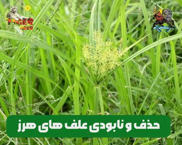 بهترین روش های حذف و نابودی و ازبین بردن علف های هرز در مزرعه و زمین کشاورزی