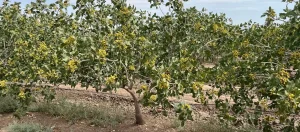 درختان پسته و برنامه کوددهی 