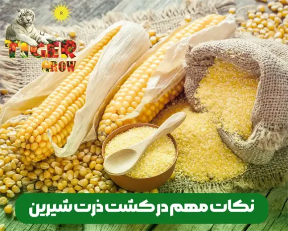 نکات مهم و موثر در کاشت ( کشت ) ذرت شیرین
