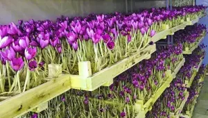 زعفران و کشت با روش گلخانه ای
