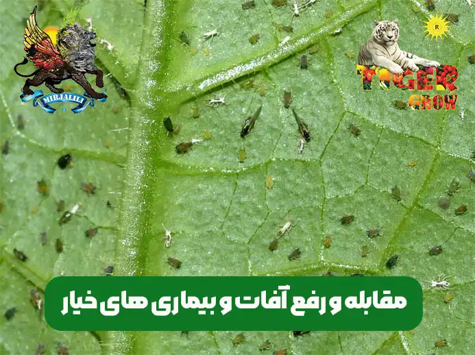 آفات و بیماری های خیار و روش های مقابله با آن