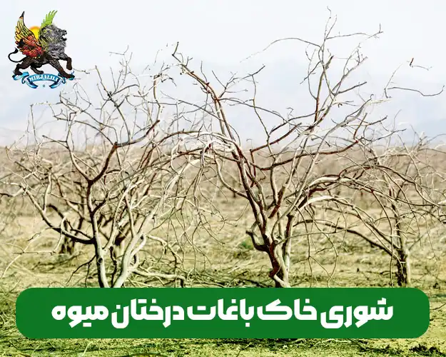 کاهش شوری خاک باغات و زمین های زراعی درختان میوه