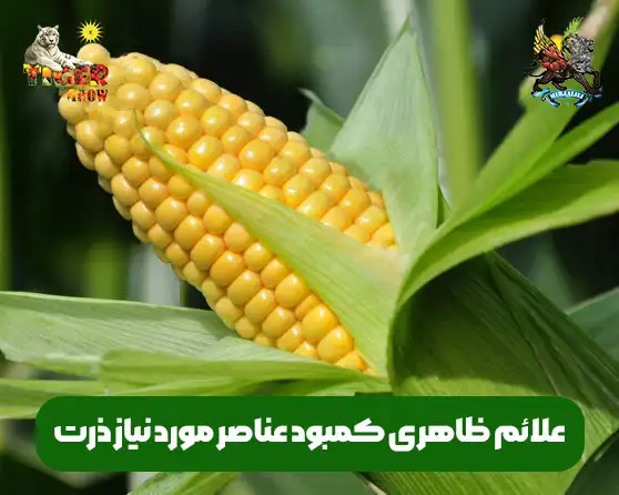 علائم کمبود عناصر غذایی مورد نیاز گیاه ذرت و روش های برطرف کردن آن