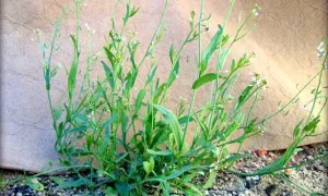 ازبین رفتن و جلوگیری و مدیریت علف های هرز