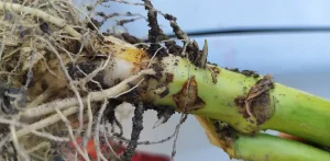 عوامل و دلایل و نشانه های قارچ ریشه