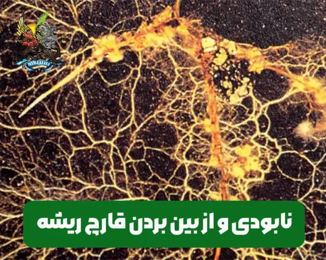 بیماری قارچ ریشه و روش های از بین بردن و نابودی آن