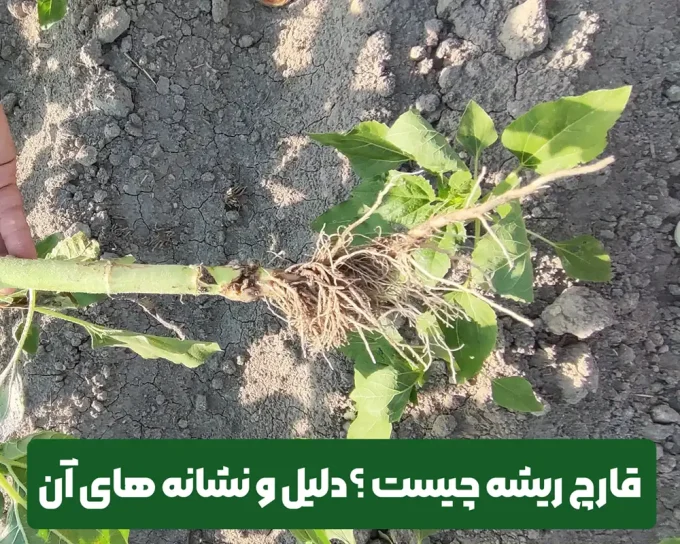 قارچ ریشه چیست ؟ دلایل ایجاد قارچ ریشه