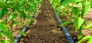 کشت گوجه فرنگی از صفر تا صد 