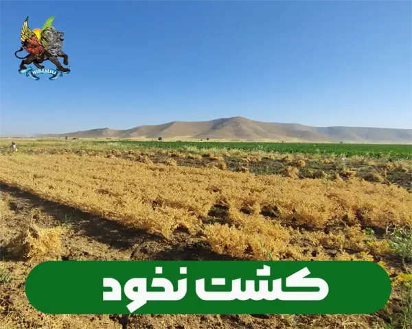 صفر تا صد کشت و زراعت نخود برای نخود کاران