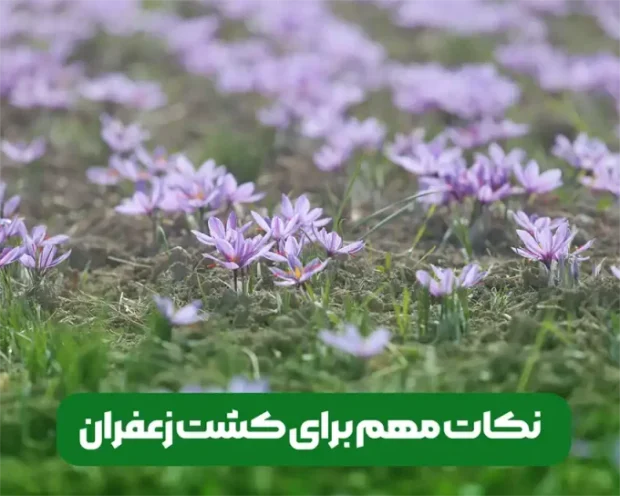 عوامل موثر و نکات بسیار مهم در کشت زعفران