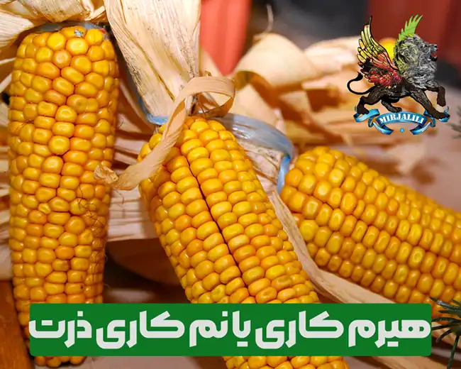 روش های افزایش برداشت ذرت با روش هیرم کاری