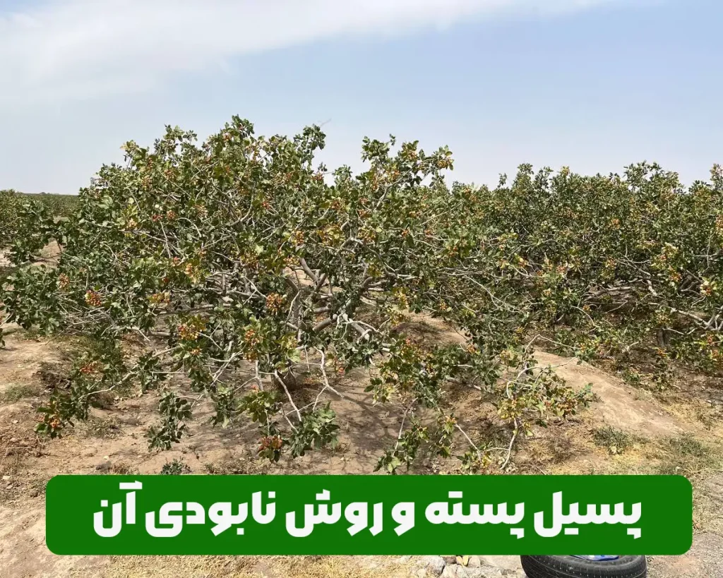 آفت و بیماری پسیل پسته و علائم ظاهری آن