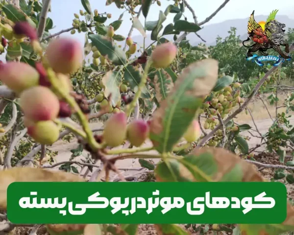 کودهای موثر در کاهش پوکی مغز پسته