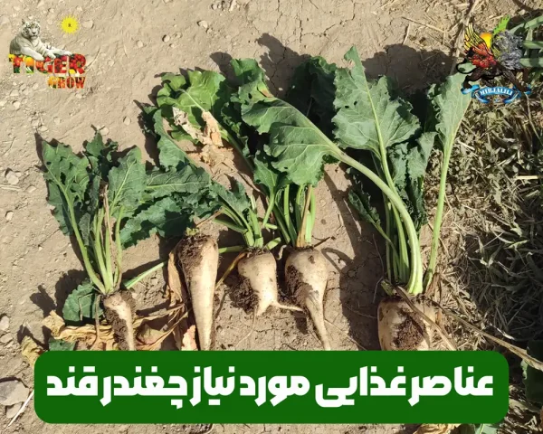 کوددهی و عناصر مورد نیاز چغندر قند