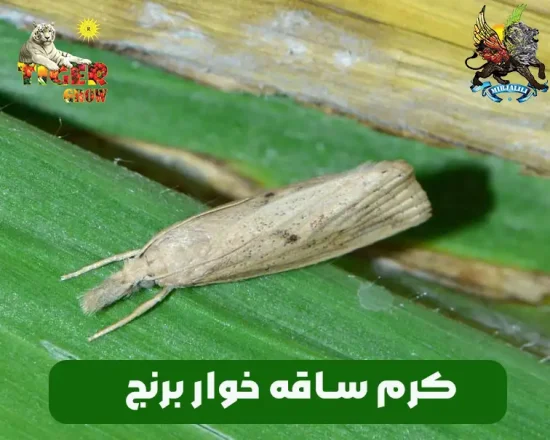 کرم ساقه خوار برنج علائم و نشانه ها و روش از بین بردن آن