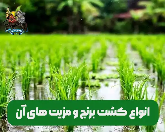 انواع روش های کشت برنج و تقاوت و مزیت های آن