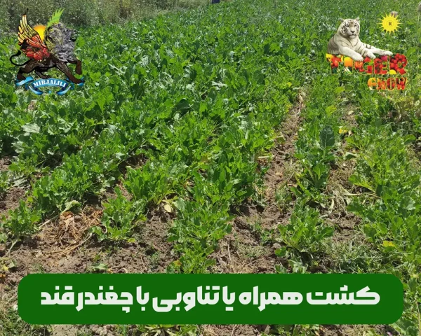 بهترین کشت همراه با چغندر قند