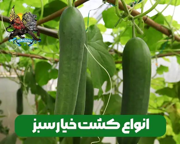 کشت خیار سبز گلخانه ای و هیدروپونیک یا غرقابی و سنتی