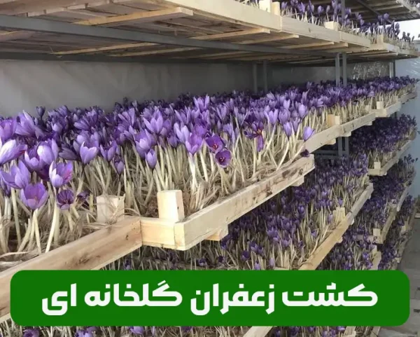 کشت زعفران گلخانه ای و مزایا و معایب آن
