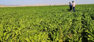 کشت مستقیم چغندر قند در مزارع توسط چغندرکاران