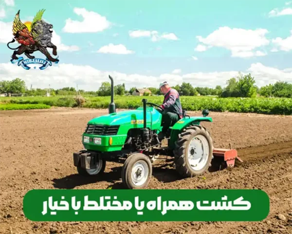 چه محصولاتی را می توان با خیار کشت کرد؟