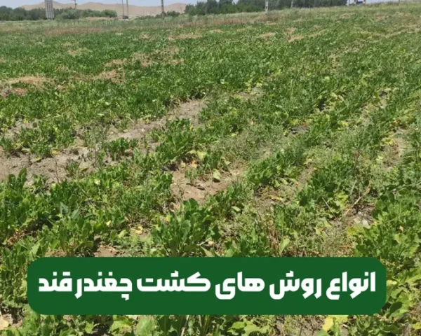 انوع روش های کشت چغندرقند و بررسی مزایا و معایب آن