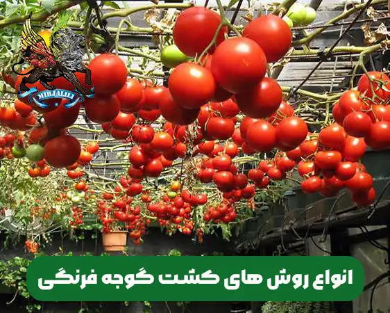 انواع روش های کشت گوجه فرنگی و تفاوت های آن ها