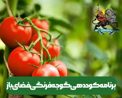 برنامه کوددهی برای گوجه فرنگی در فضای باز