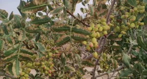 کود پتاسیم و تاثیر آن بر مغز و پوکی پسته 