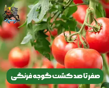 کلیه ی مراحل کشت گوجه فرنگی از کاشت تا برداشت