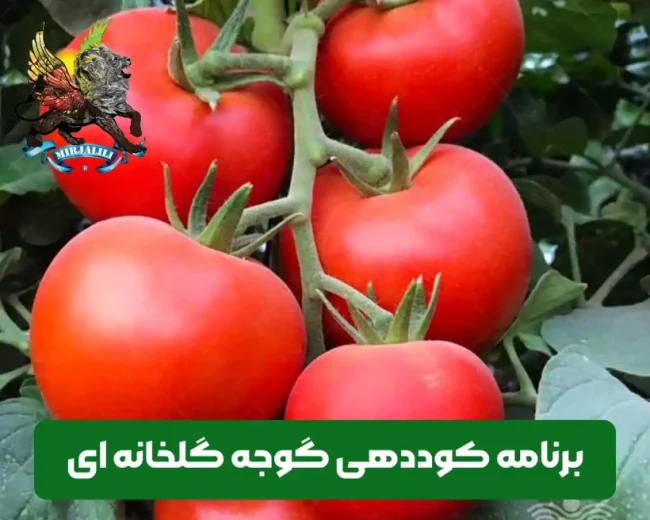 برنامه کوددهی برای گلخانه داران گوجه فرنگی