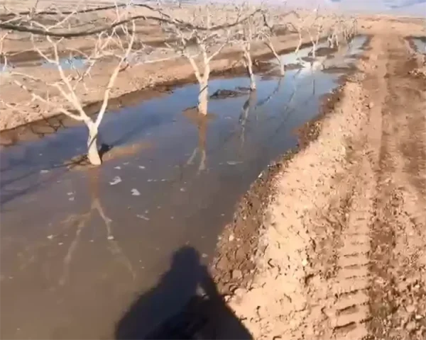 تاثیر یخ اب زمستانه بر باغات و مزارع