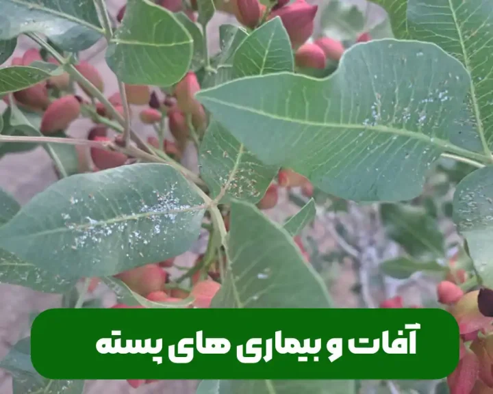 آفات و بیماری های پسته و روش های از بین بردن آن ها