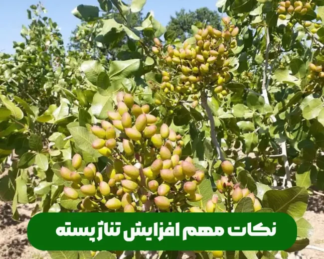 افزایش تناژ پسته نکات مهم و موثر