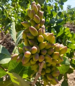 باغات پسته و راهکارهای مهم و عالی برای افزایش تناژ برداشت پسته