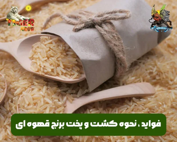برنج قهوه ای و تحوه پخت آن و خواص و فواید