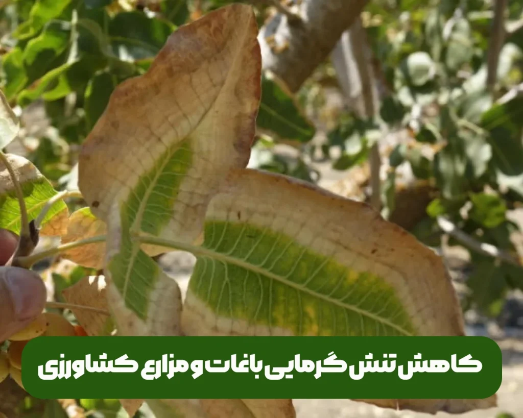کاهش تنش گرمایی باغات و مزارع به ویژه تنش گرمایی درختان پسته