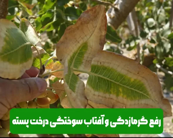 تنش گرمایی و گرمازدگی و آفتاب سوختگی درختان پسته