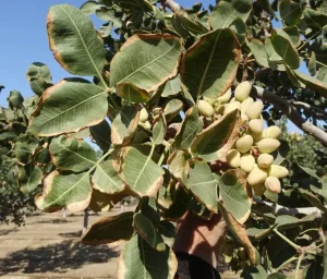 عطش و تنش گرمایی و گرمازدگی و شیره درخت و باغات پسته