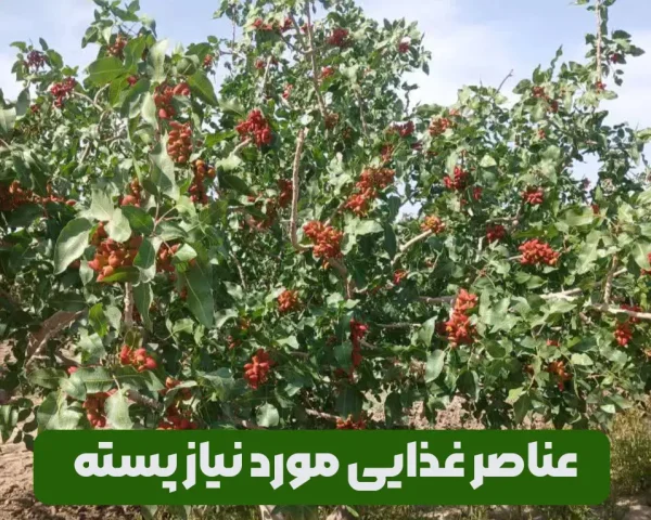 علائم ظاهری کمبود عناصر غذایی مورد نیاز درختان پسته