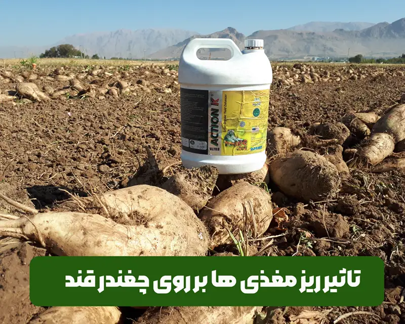 تاثیر ریزمغذی و آمینو اسیدها برروی چغندر قند