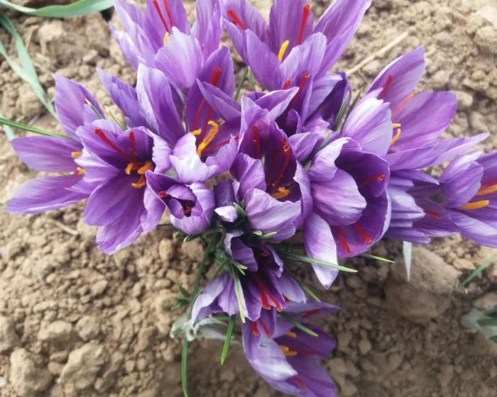 کشت همراه یا تناوب با زعفران و دلایل آن