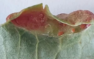 شته پسته و از بین بردن آن